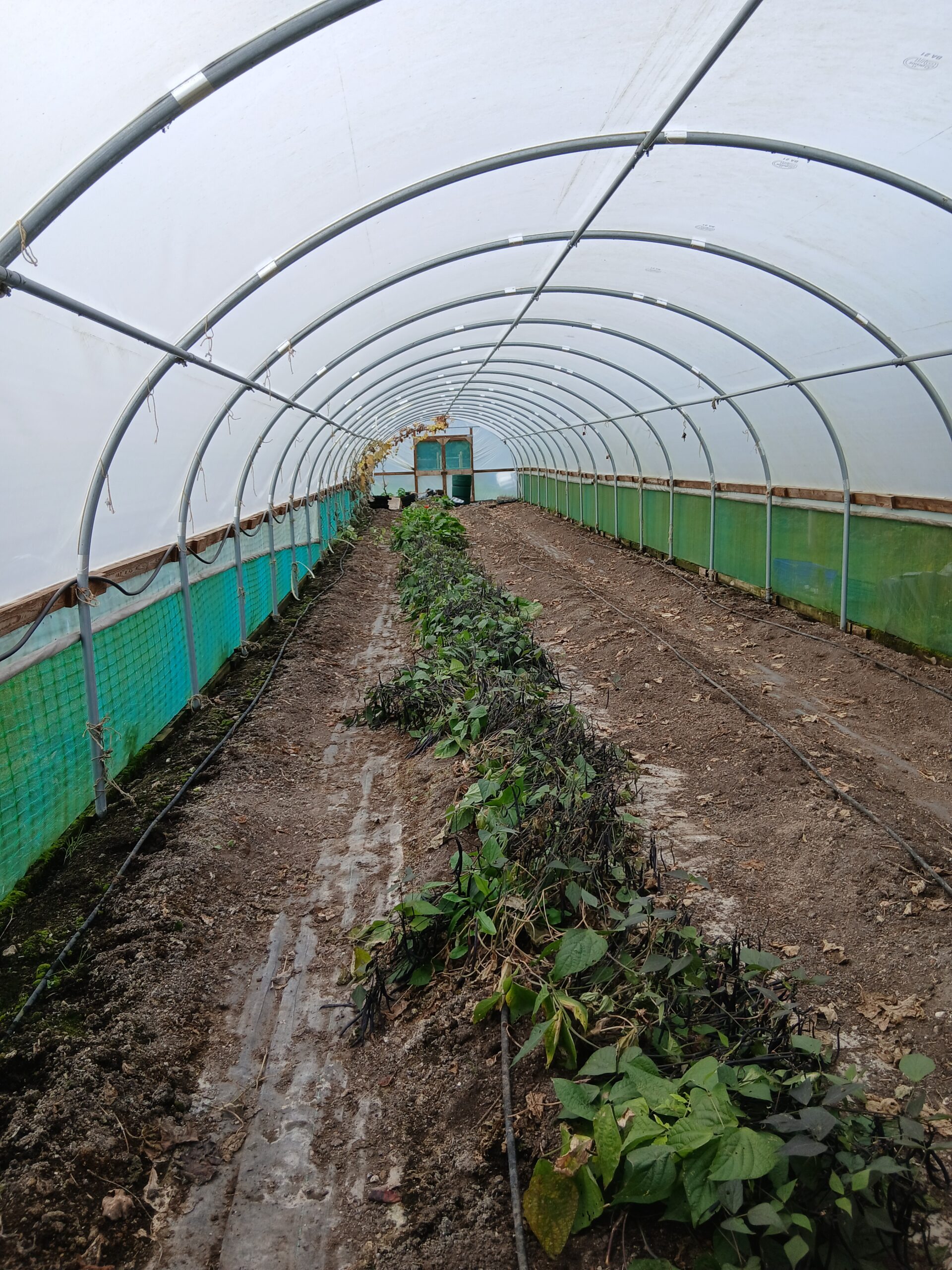 Polytunnel Nov 2025