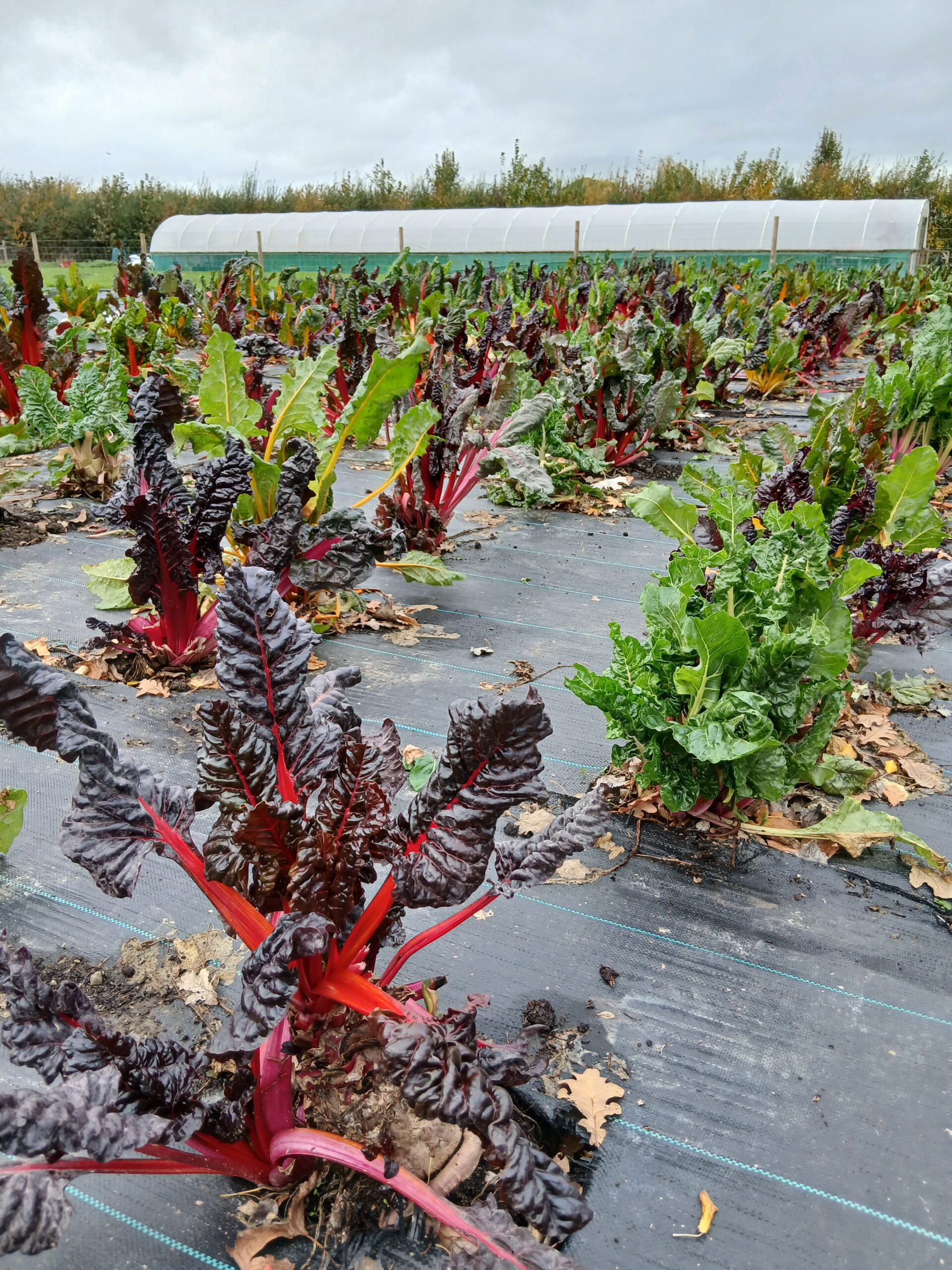 Rainbow chard Nov 2025